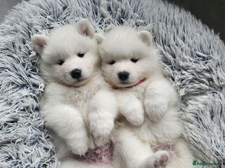 Samoyed dogs - Advert 1