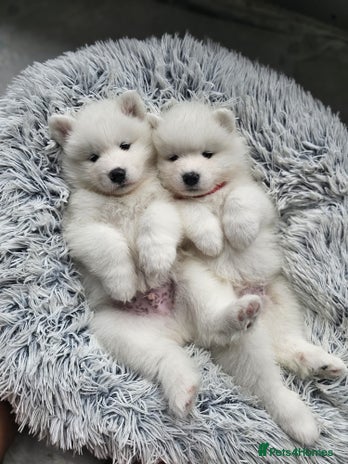 Samoyed dogs - Advert 8