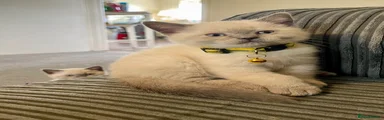 Ice - Boy (Yellow Collar)