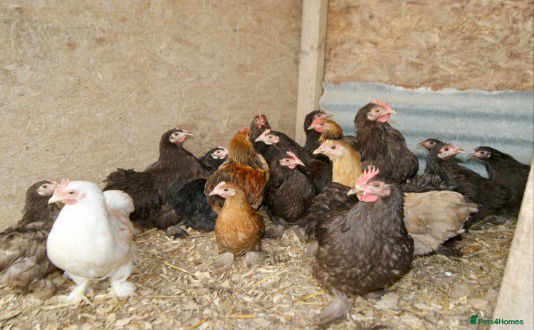 Chickens poultry - Advert 1