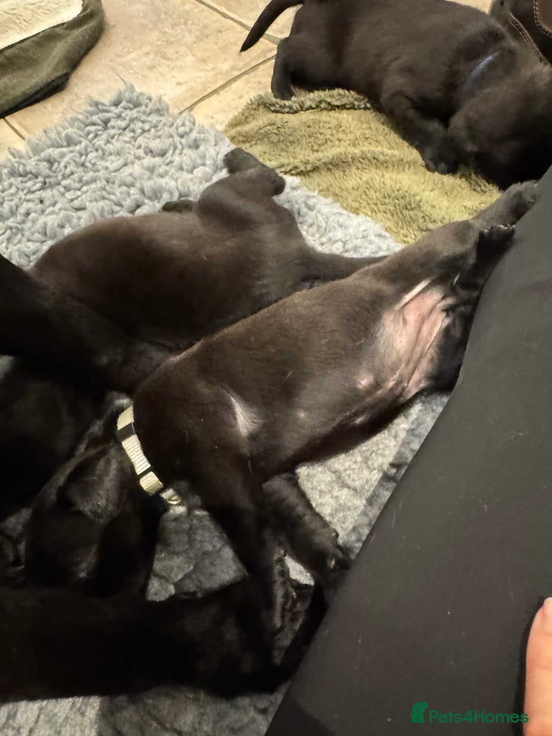Labrador Retriever dogs for sale: KC Reg Health Tested Working Labradors - Image 29
