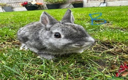 Netherland Dwarf rabbits for sale: Netherland Dwarf Rabbits For Sale  - Image 7