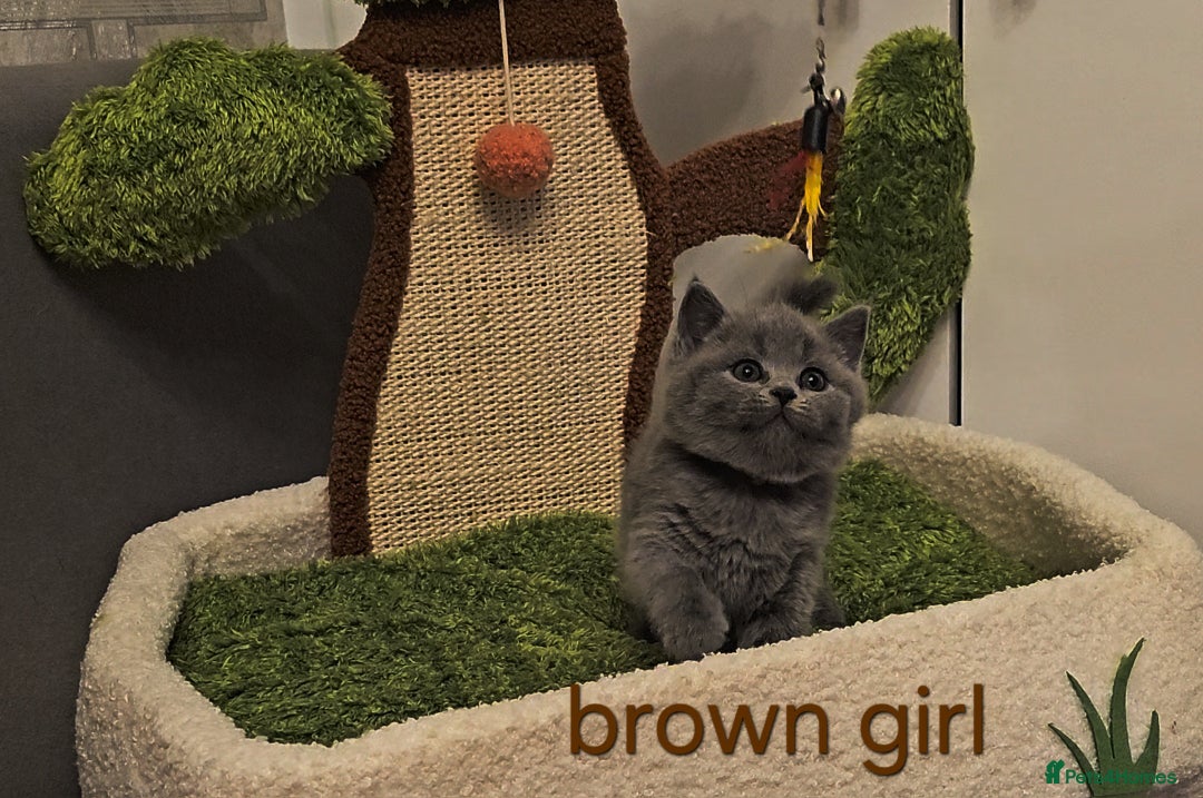 British Shorthair cats for sale: British Shorthair kitten's, GCCF pedigree - Advert 30