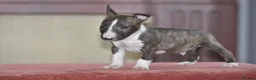 English Bull Terrier dogs for sale: Quality miniature english bull terrier pups - Advert 5