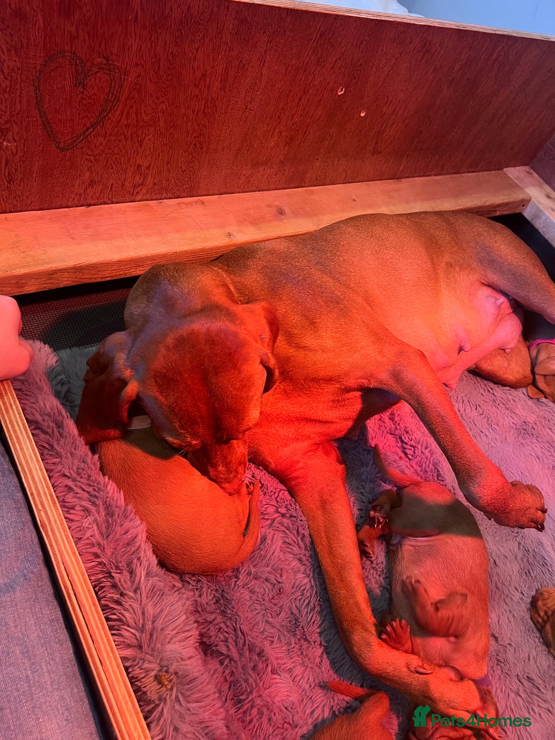 Hungarian Vizsla dogs for sale: Hookside x Skyrocket - Advert 15