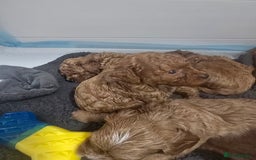 Cavapoo dogs for sale: Miniature F1B Cavapoo puppies 1 Left - Image 31