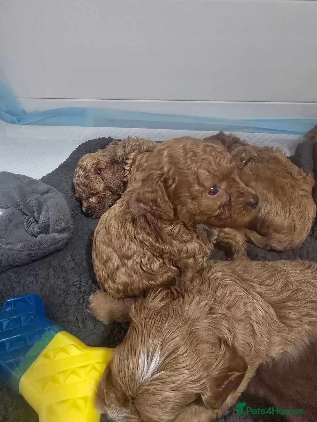 Cavapoo dogs for sale: Miniature F1B Cavapoo puppies 1 Left - Image 31