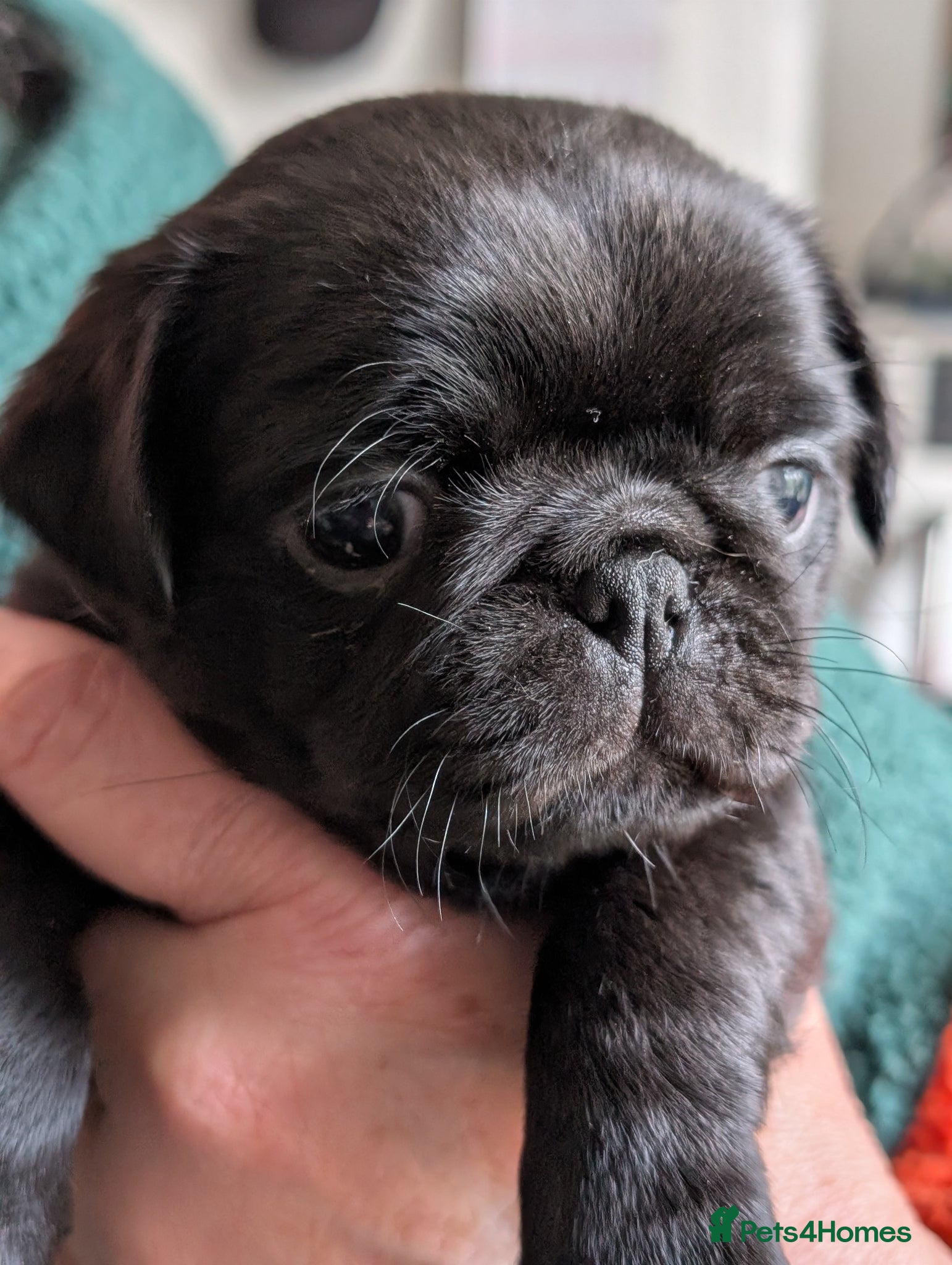 Pug dogs Beautiful pug puppies 2 girls left ready 18/04 - Advert 1