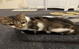 Domestic Shorthair cats for sale: 2 Female cats Domestic shorthair  - Image 5