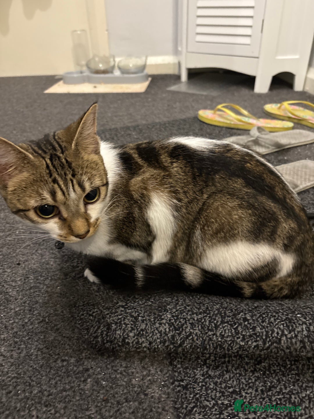 Domestic Shorthair cats for sale: 2 Female cats Domestic shorthair  - Image 5