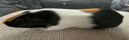 Guinea Pig rodents for sale: Adult and baby guinea pigs - Advert 6
