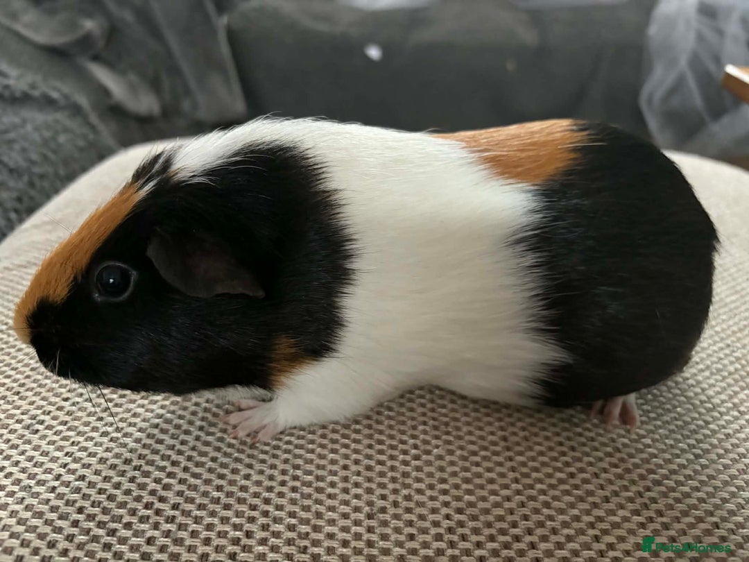 Guinea Pig rodents for sale: Adult and baby guinea pigs - Advert 6