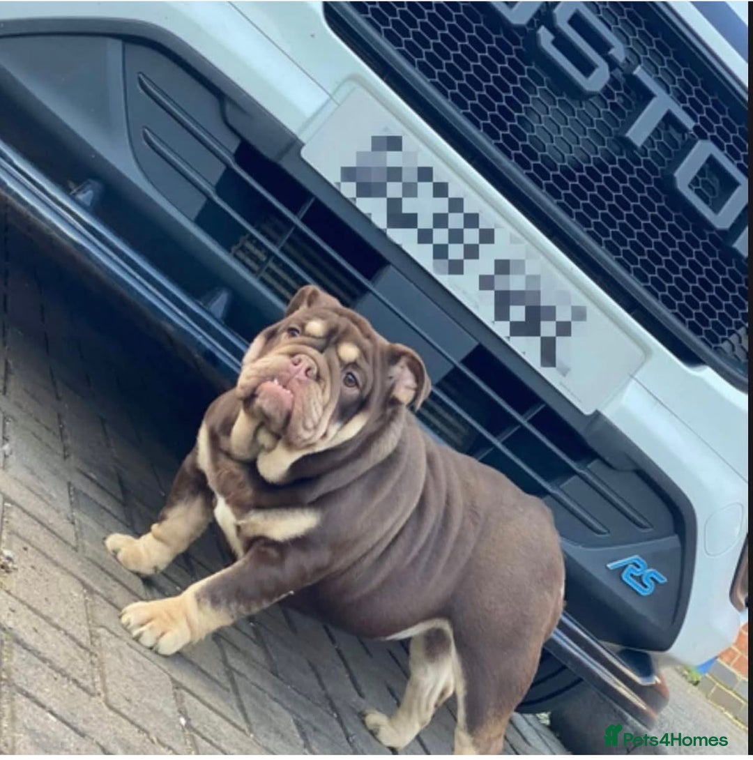 English Bulldog dogs for sale: English bulldog puppies  - Advert 11