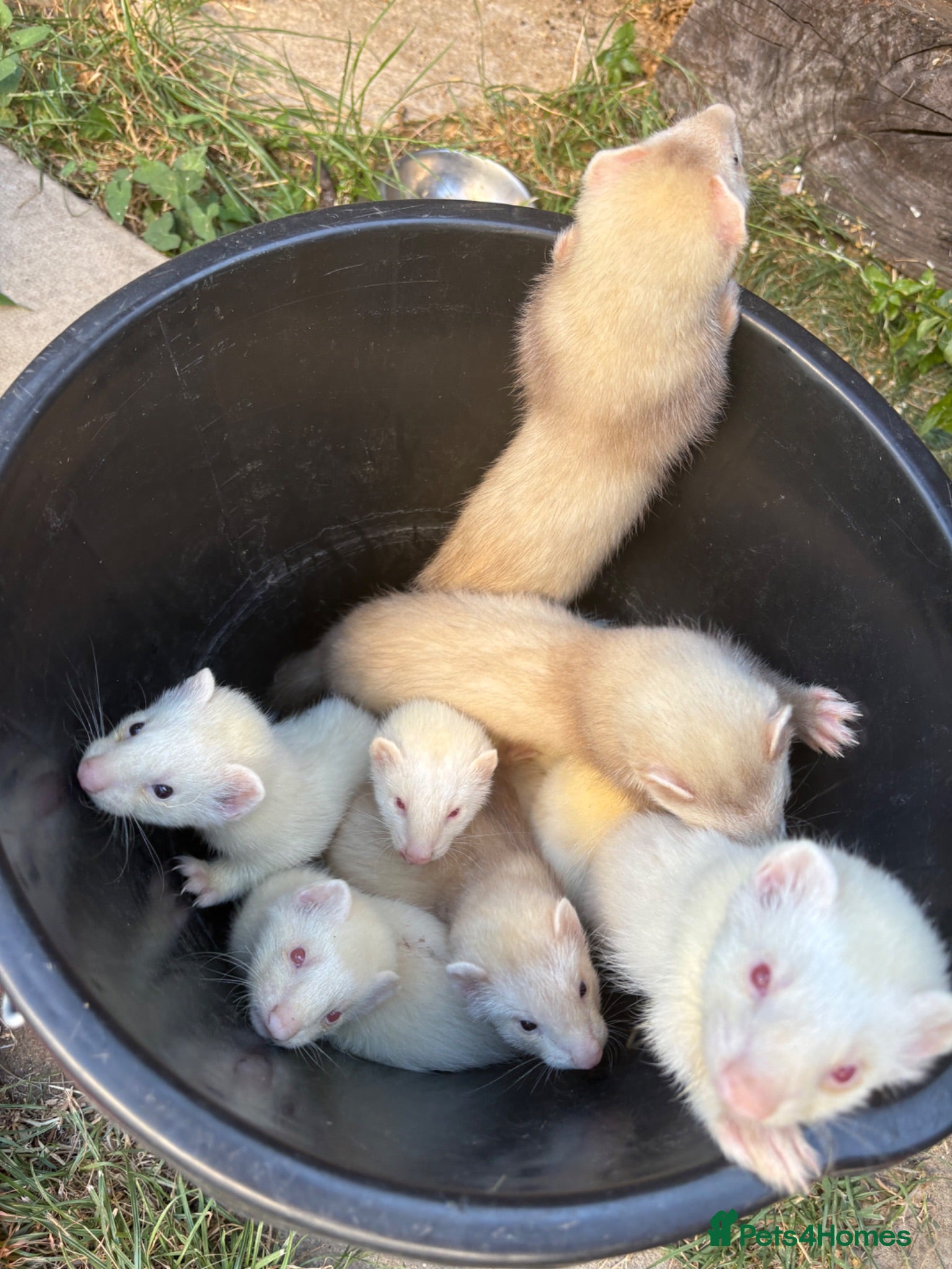 Ferret rodents Ferret kits, mixed colours  - Advert 18