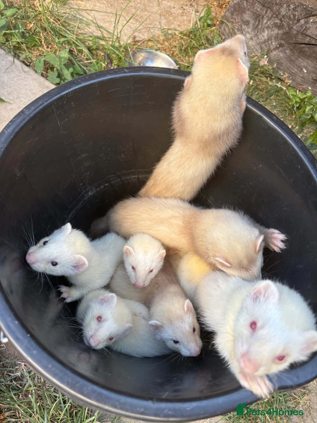 Ferret rodents for sale: Ferret kits, mixed colours  - Advert 1