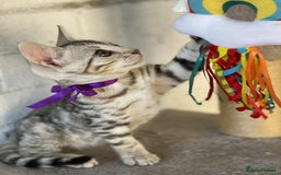 Bengal cats for sale: 🐾 Pedigree tica registered Bengal Kittens - Image 29