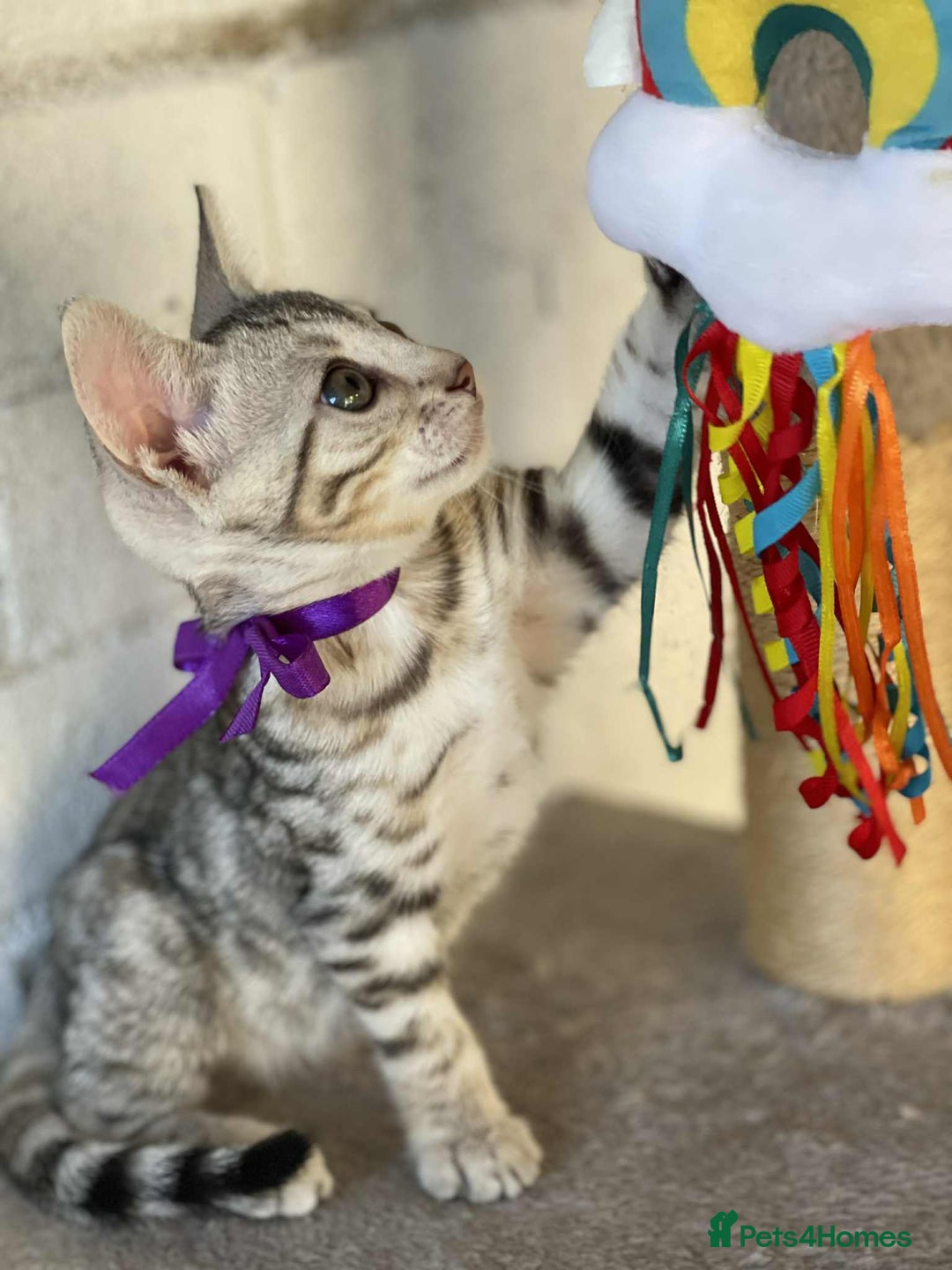 Bengal cats for sale: 🐾 Pedigree tica registered Bengal Kittens - Image 29
