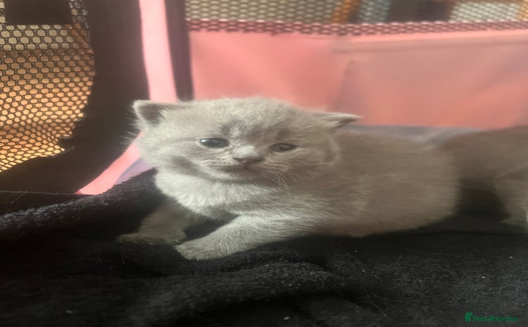British Shorthair cats - Advert 1