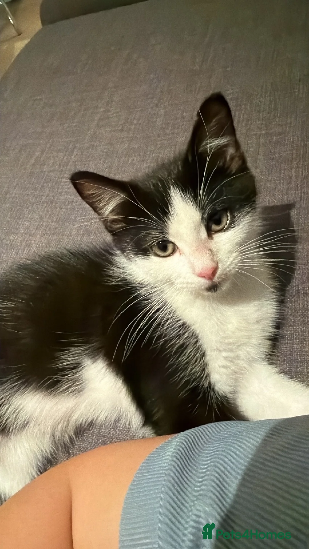 Mixed Breed cats for sale: 3 months boy  in London - Advert 1