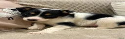 Border Collie dogs for sale: Border Collie Pups - Advert 2