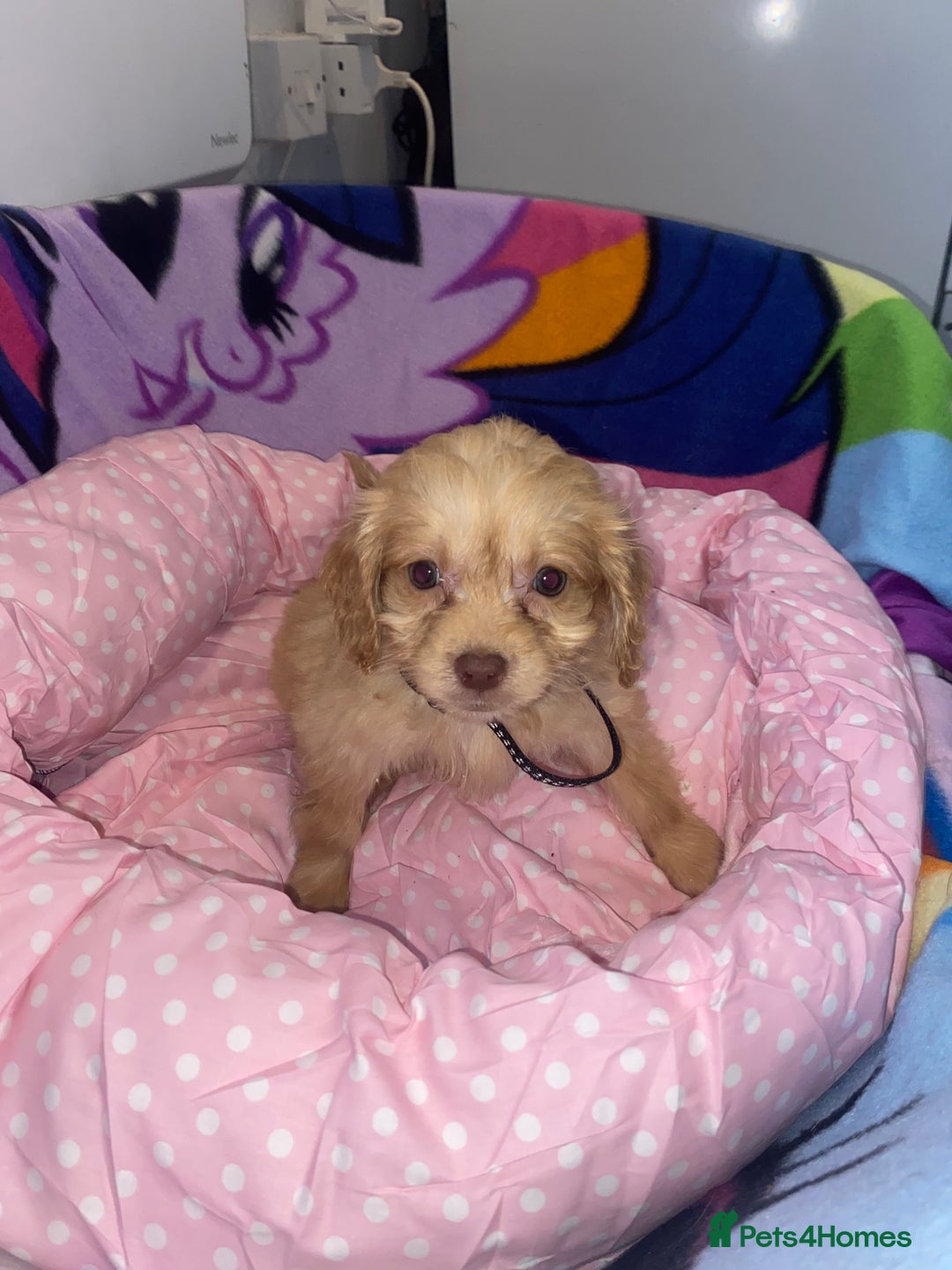 Cockapoo dogs for sale: Cockapoo puppies for sale - Image 5