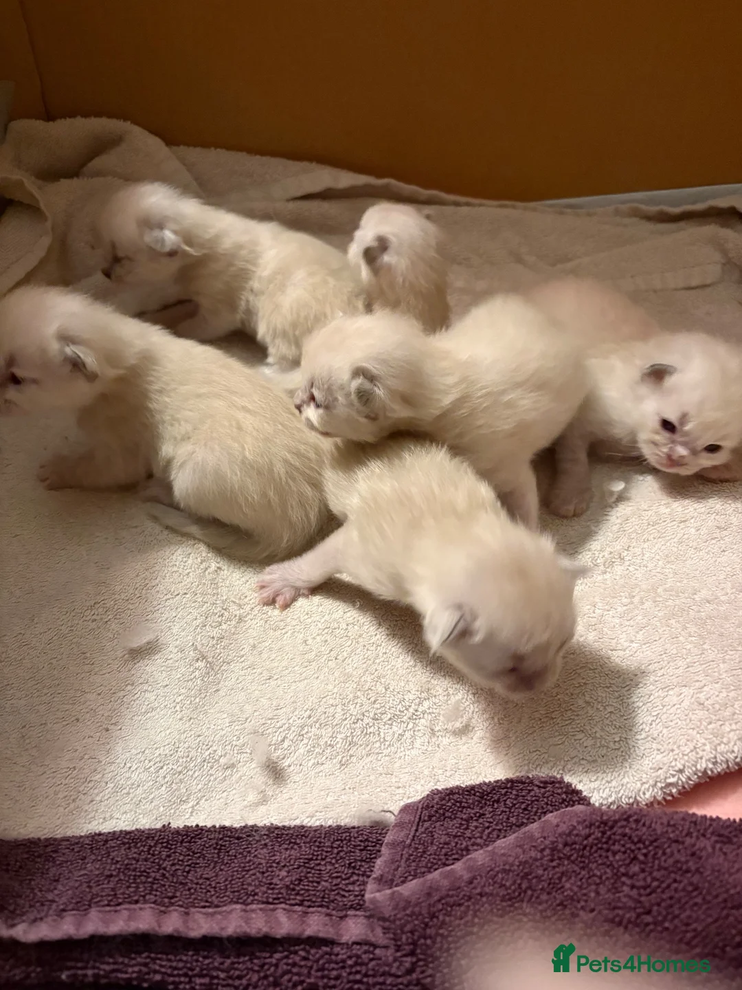 Ragdoll cats for sale: Ragdoll kittens - Advert 1