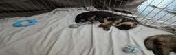German Shepherd dogs for sale: Beautiful GSD puppies - Advert 33