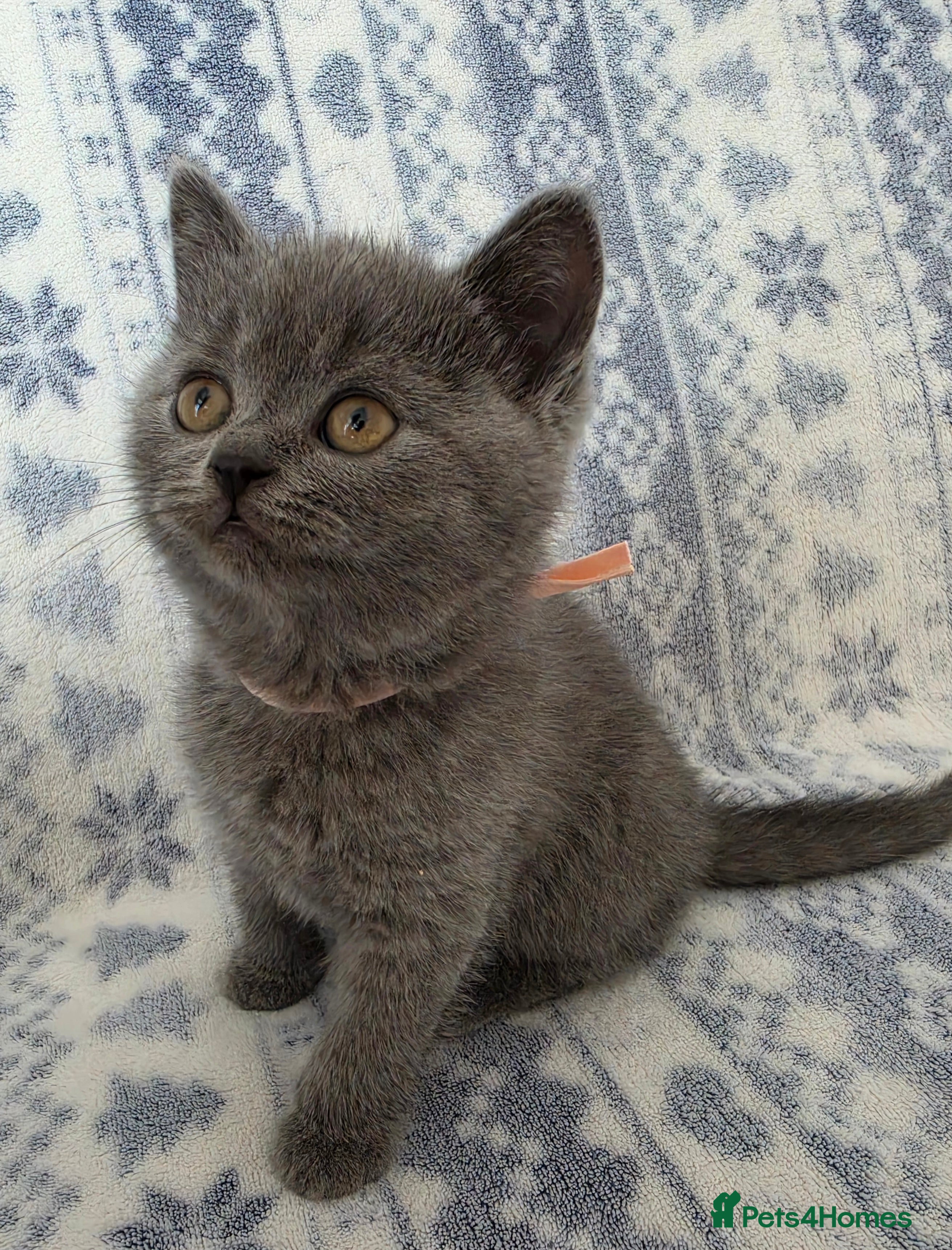 British Shorthair cats British Shorthair - Advert 2