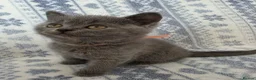 British Shorthair cats for sale: British Shorthair - Advert 2