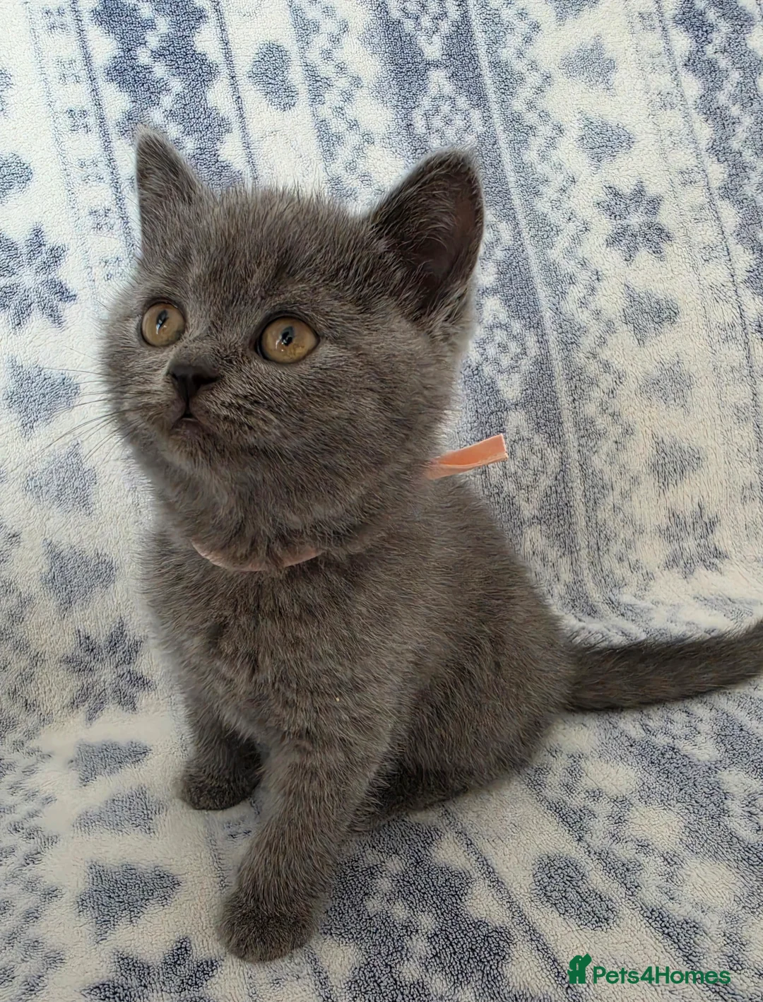 British Shorthair cats for sale: British Shorthair - Advert 2