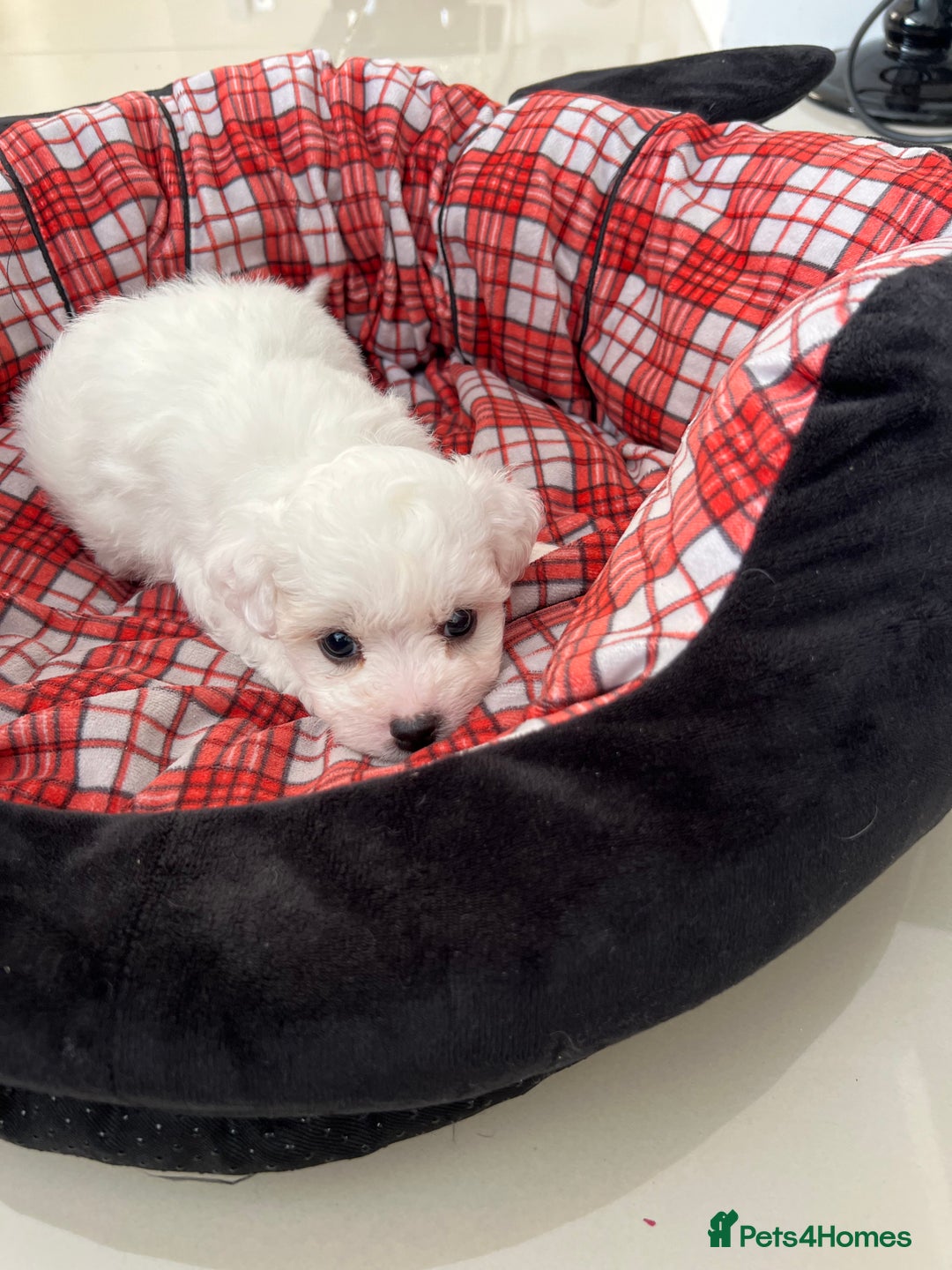Bichon Frise dogs for sale: Pure Bichon Frise - Image 26