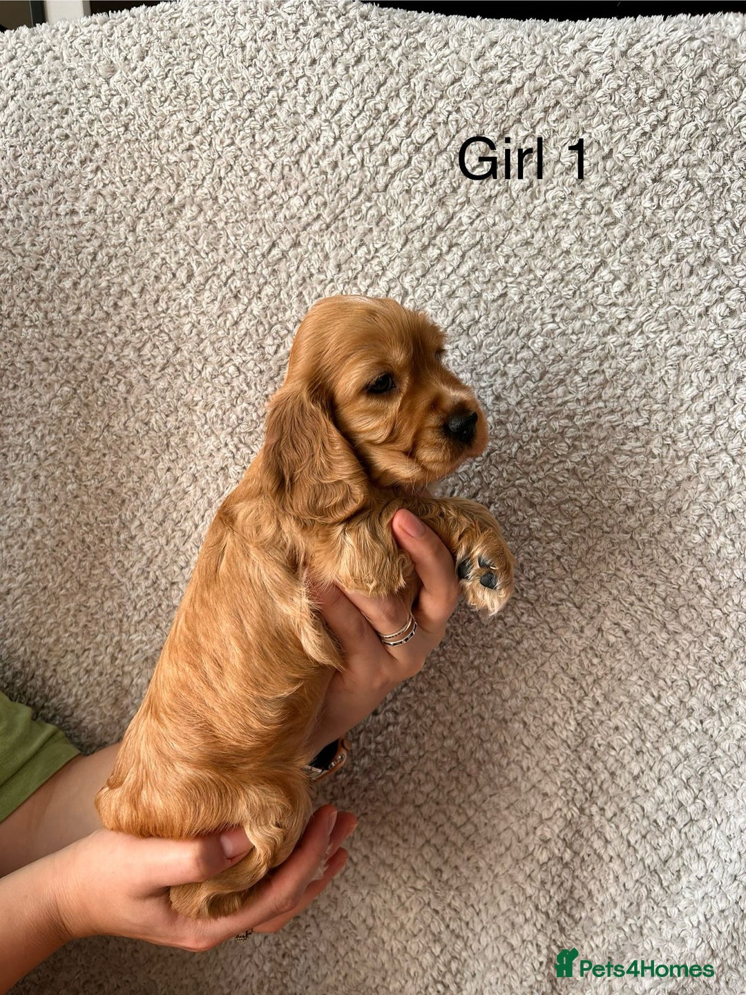 Cocker Spaniel dogs for sale: Golden English Show Cocker Spaniel puppies - Image 19