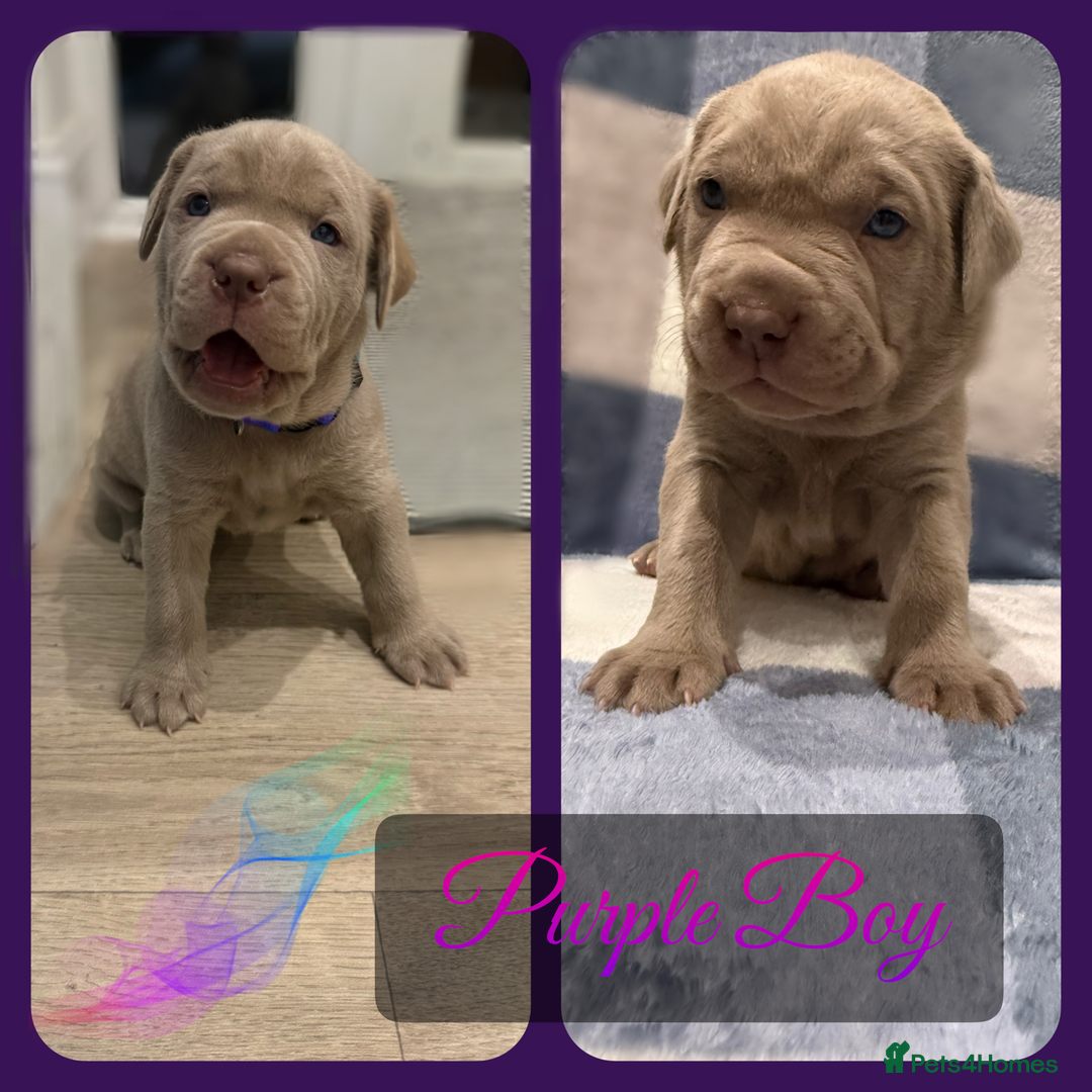 Mastiff dogs for sale: Neapolitan x Cane Corso Mix - Advert 20