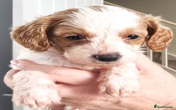 Cavapoo dogs for sale: Adorable F2 Cavapoo Puppies  - Image 4