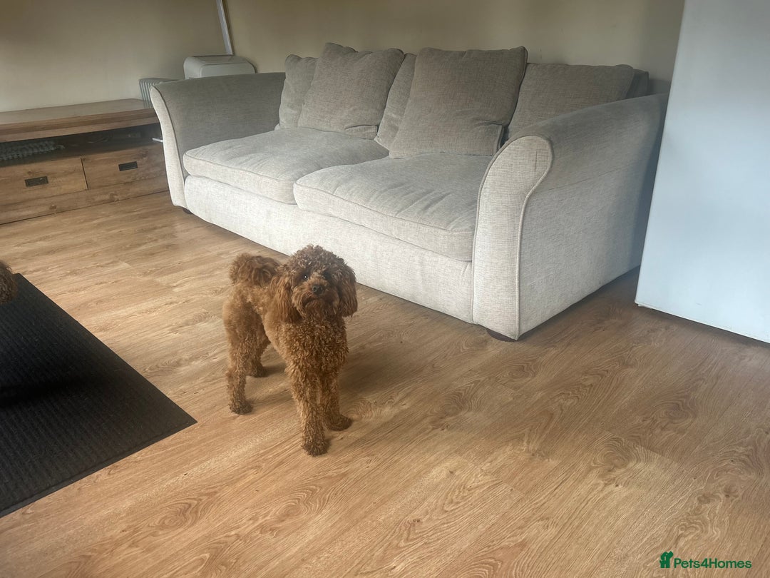 Toy Poodle dogs for stud: Kc health tested fox red Toy poodle for stud  - Image 20