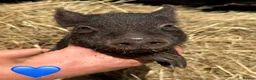 Pig livestock for sale: Miniature / Micro Piglets - Advert 8