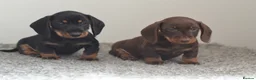 Miniature Dachshund dogs for sale: KC registered Miniature Wire haired Dachshund Boy  - Advert 5