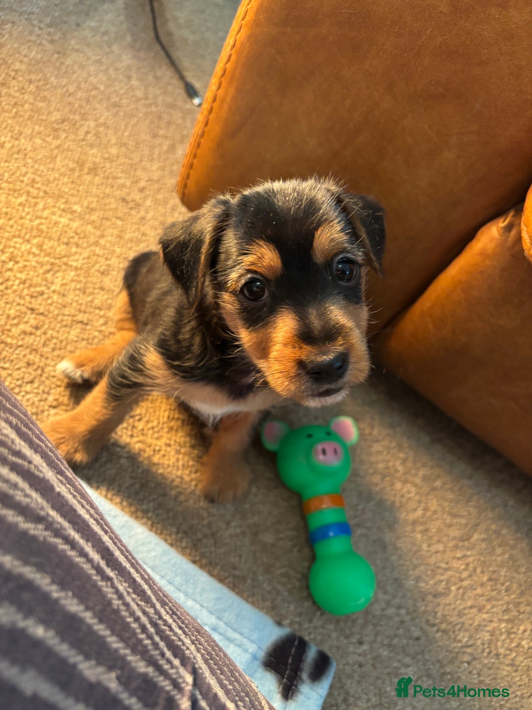 Jack Russell dogs for sale: Jack Russell terrier Pups!  - Advert 25