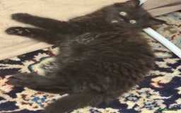 Mixed Breed cats for sale: Fluffy black kitten  - Image 1
