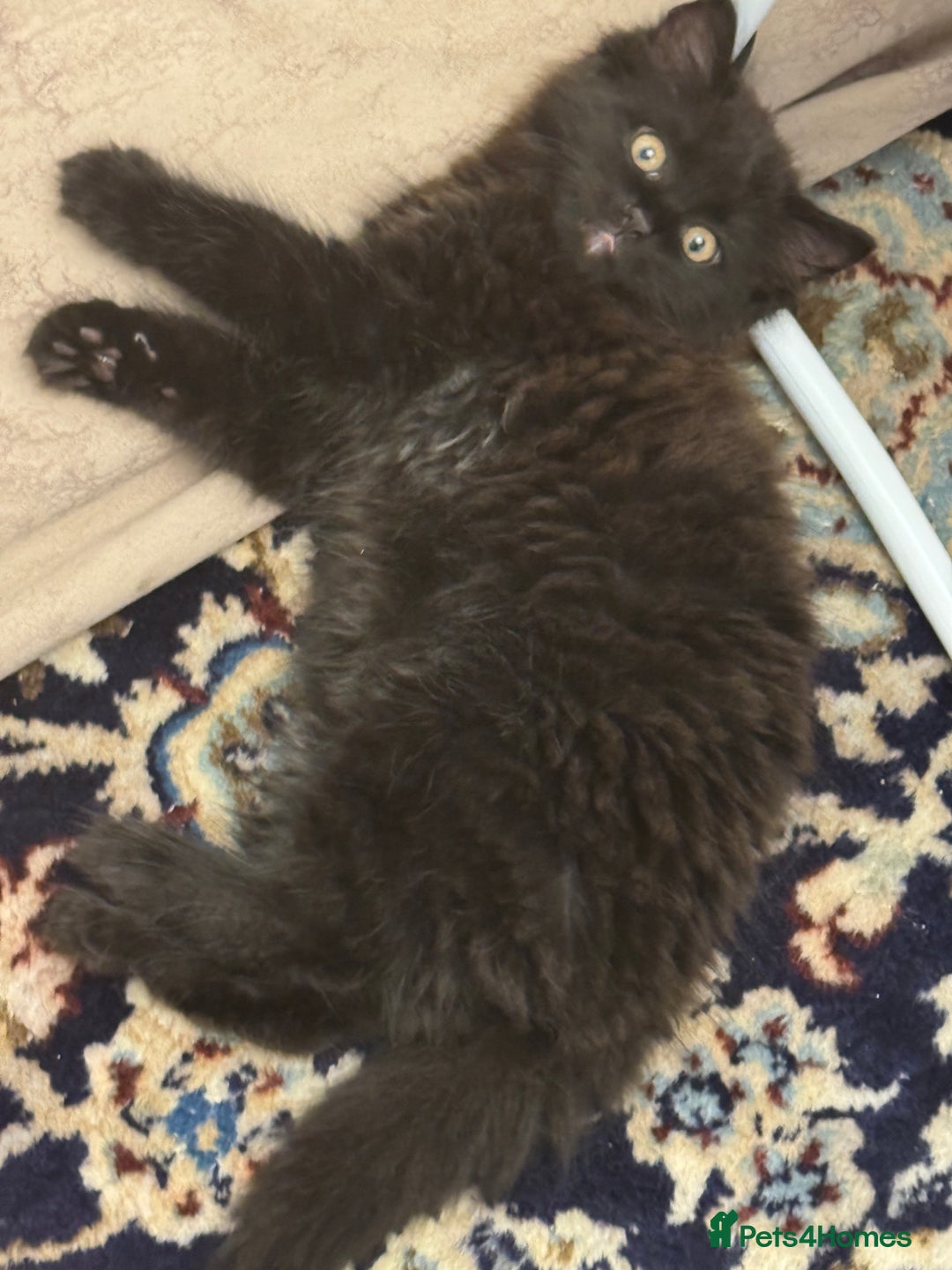 Mixed Breed cats for sale: Fluffy black kitten  - Image 1