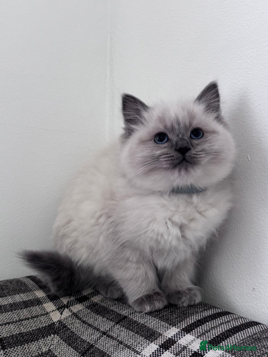 Ragdoll cats for sale: Cuddly tame Pure Pedigree Ragdoll kittens Cat Blue - Advert 3