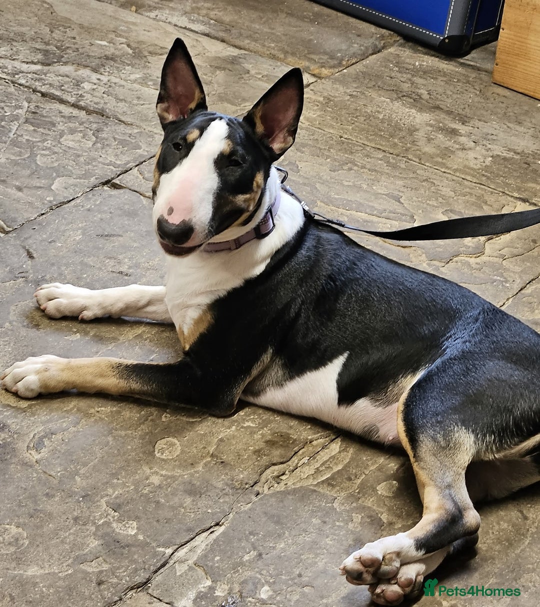 English Bull Terrier dogs for sale: English bull terrier bitch - Advert 7