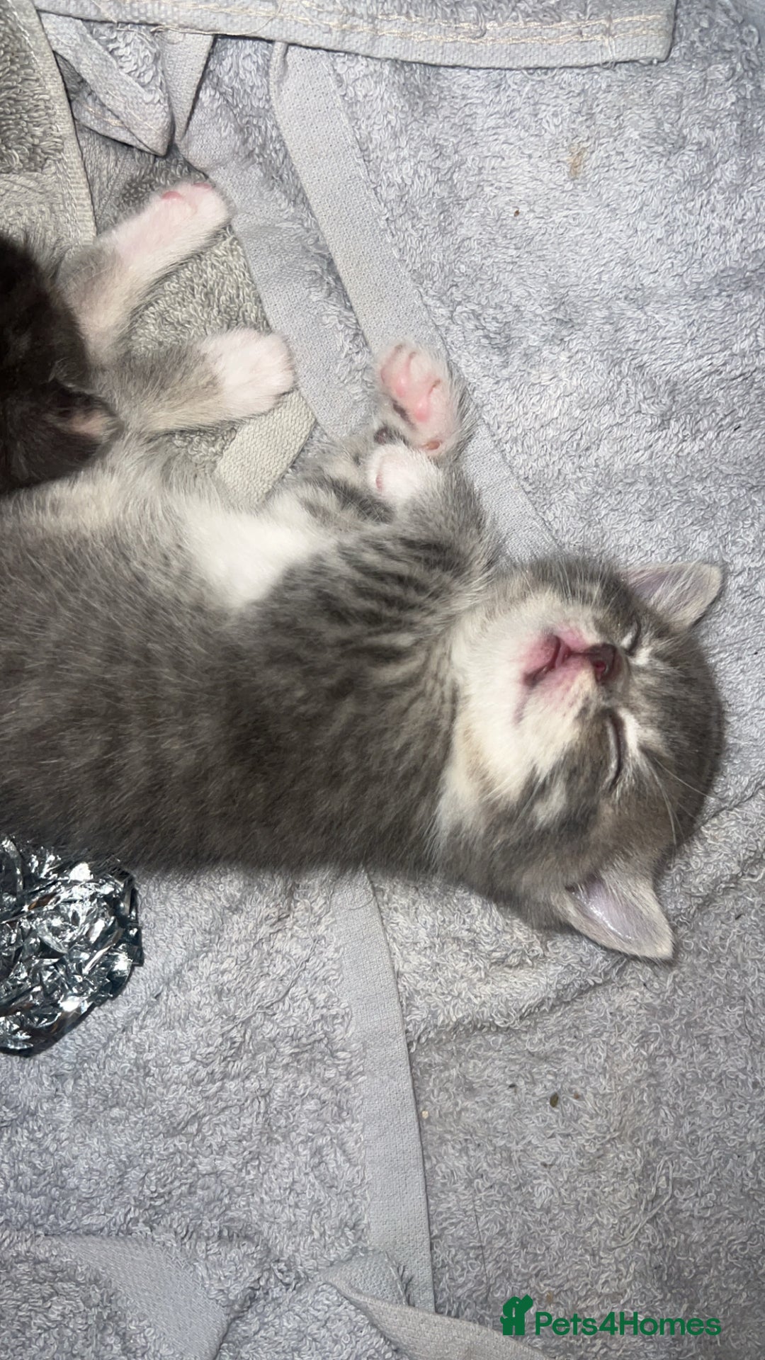 Persian cats for sale: Persian cross  - Image 8