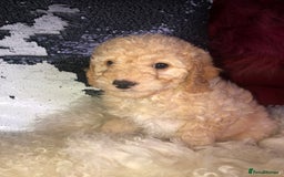 Cavapoo dogs for sale: STUNNING F1b cavapoos READY NOW  - Image 11