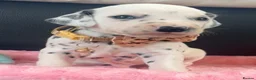 Dalmatian dogs for sale: Beautiful Dalmatian puppies ready to reserve  - Advert 17