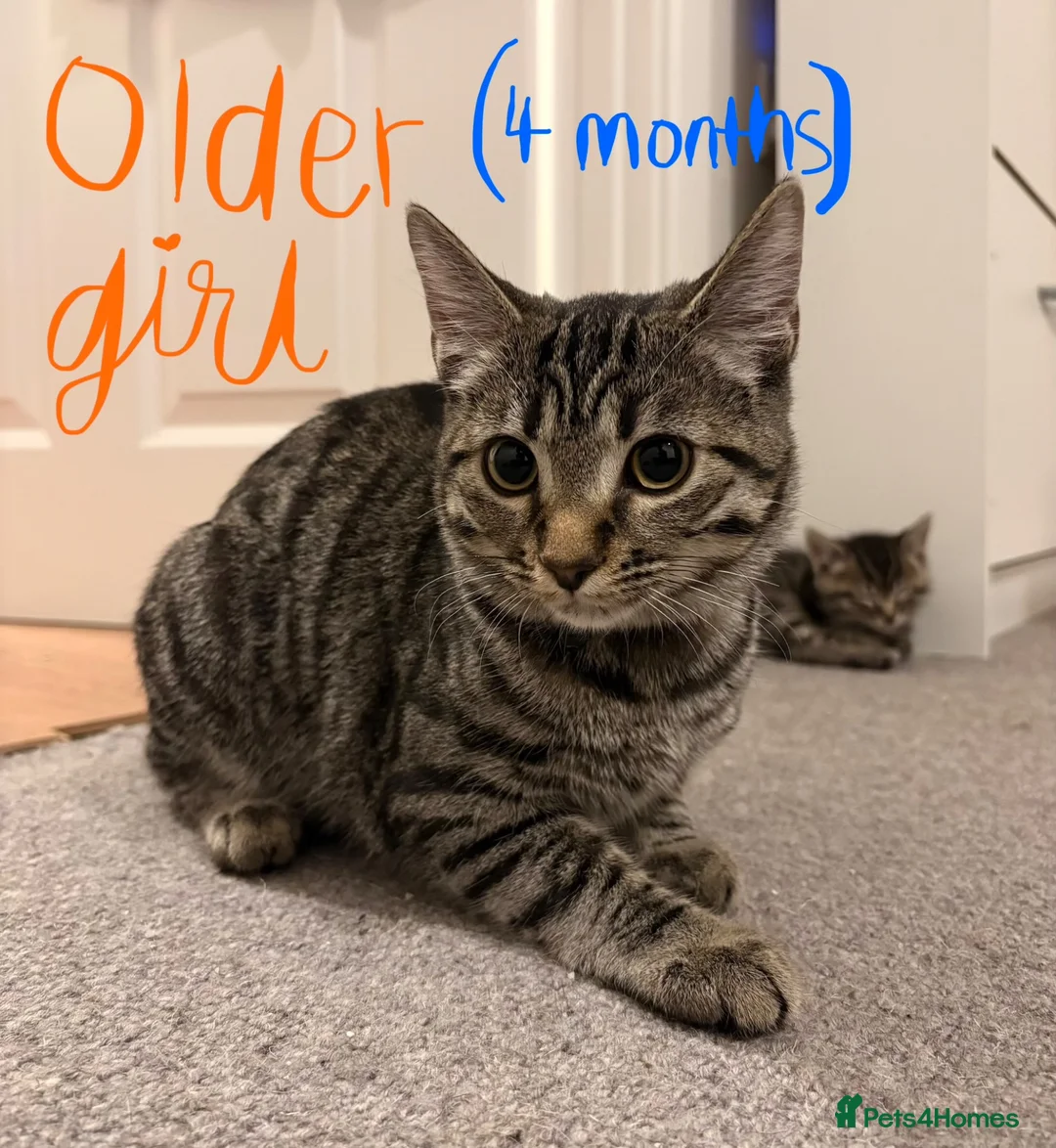 Mixed Breed cats for sale: 6 beautiful kittens! PLEASE read description!! - Advert 8