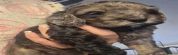 Cockapoo dogs for sale: Stunning health tested cockapoos - Advert 3