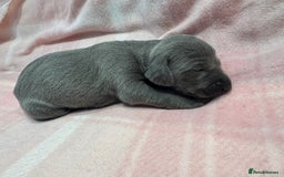 Weimaraner dogs for sale: 🐾 KC Registered Weimaraner Puppies 🐾 - Image 14