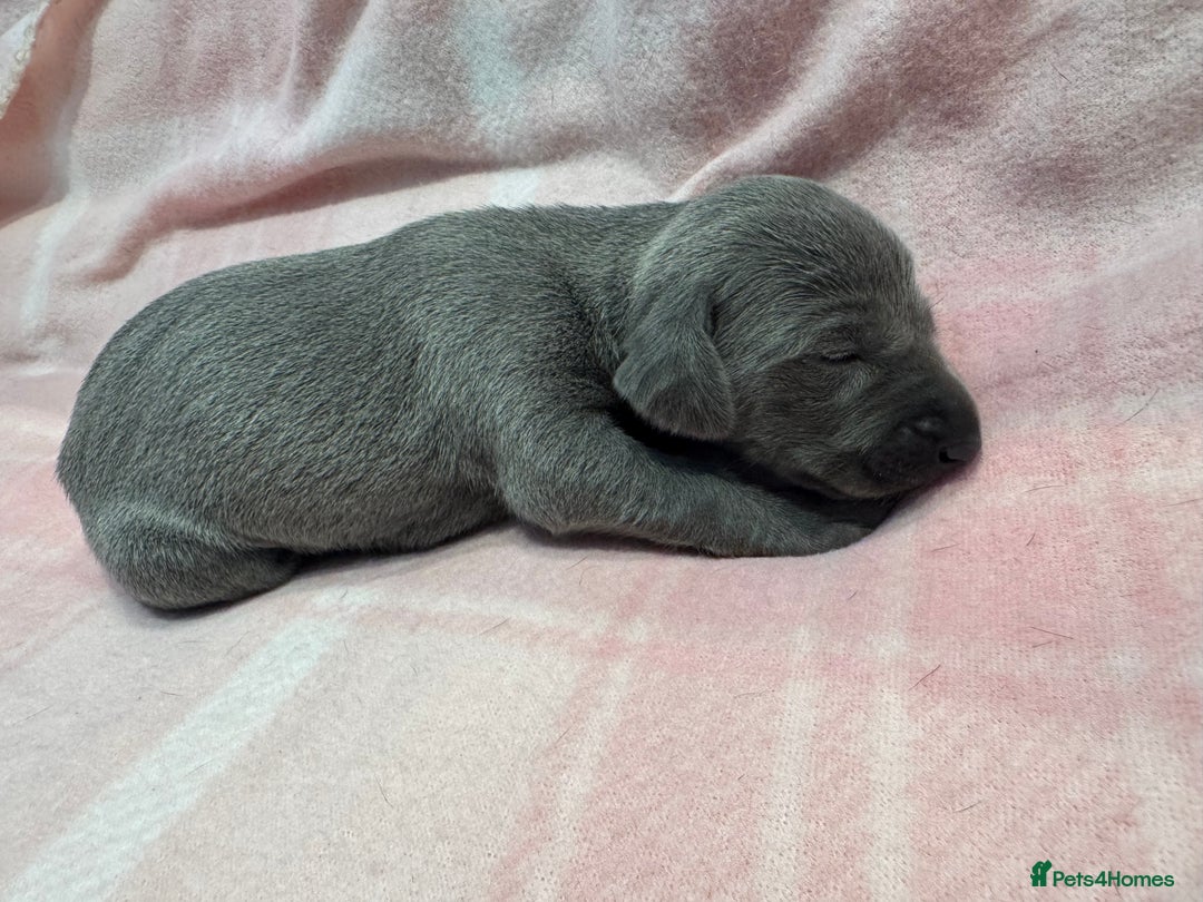 Weimaraner dogs for sale: 🐾 KC Registered Weimaraner Puppies 🐾 - Image 14