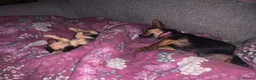 Jack Russell dogs for sale: Female Jack Russell  in Brierley Hill - Advert 6